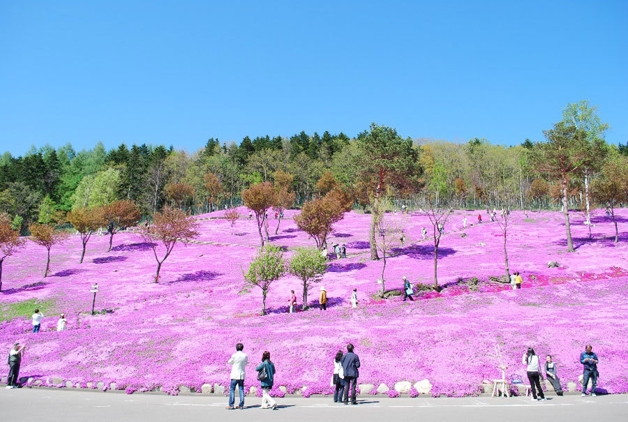 滝上公園芝桜.jpg