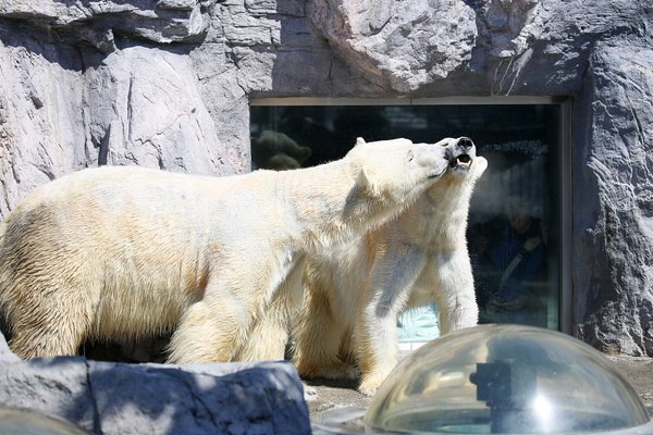 旭山動物園白熊.jpg