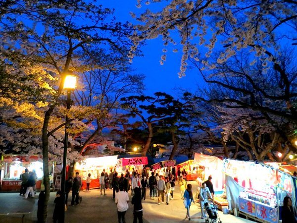 函館公園夜桜.jpg