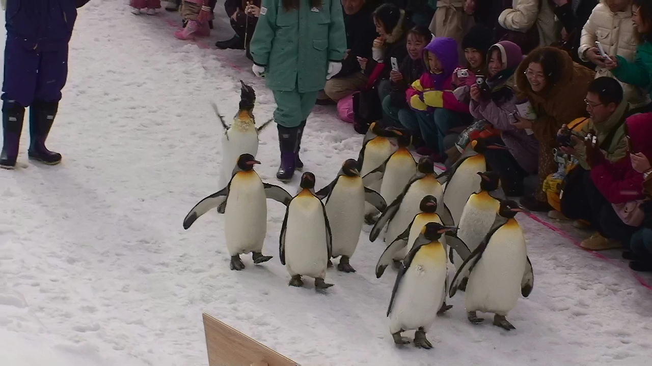 旭山動物園ペンギン１.JPG