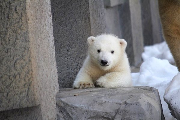 札幌円山動物園.jpg