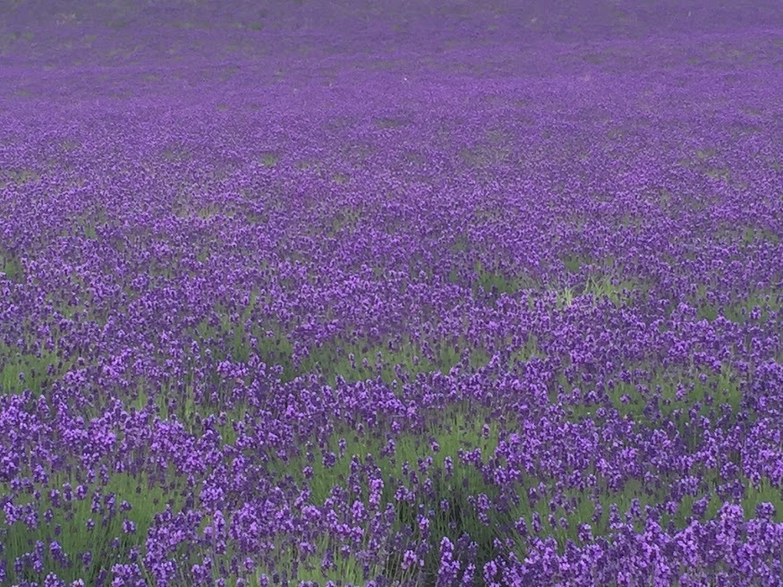 ラベンダー開花1.jpg
