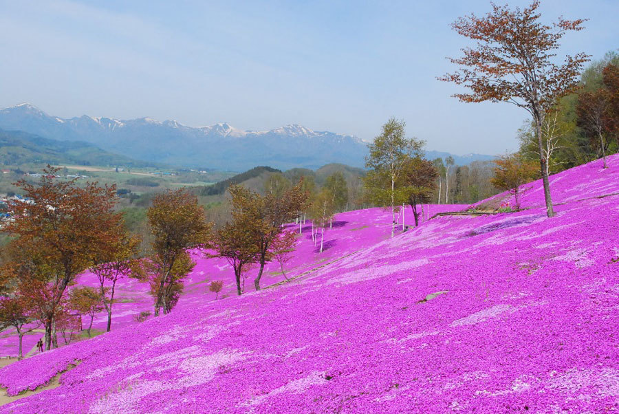 滝上公園芝桜1.jpg