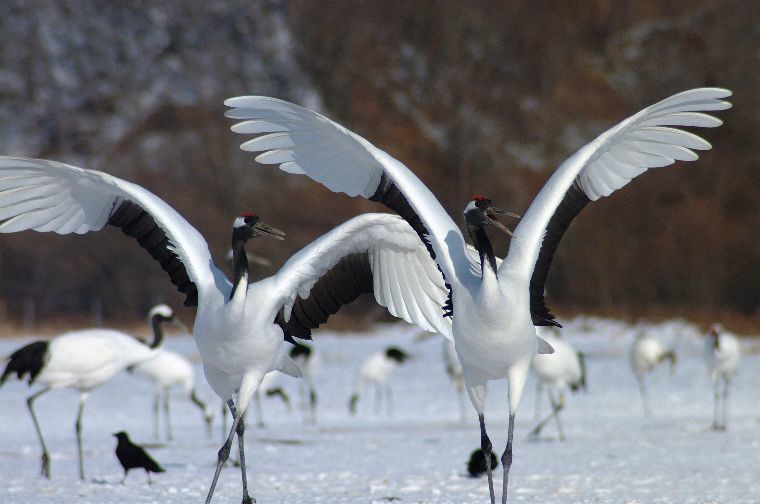 阿寒湖国際ツルセンターの白鳥.jpg